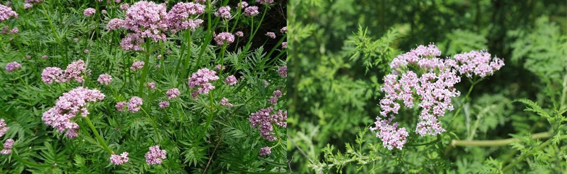 Valerian Root Extract2 Valerian Root Extract2