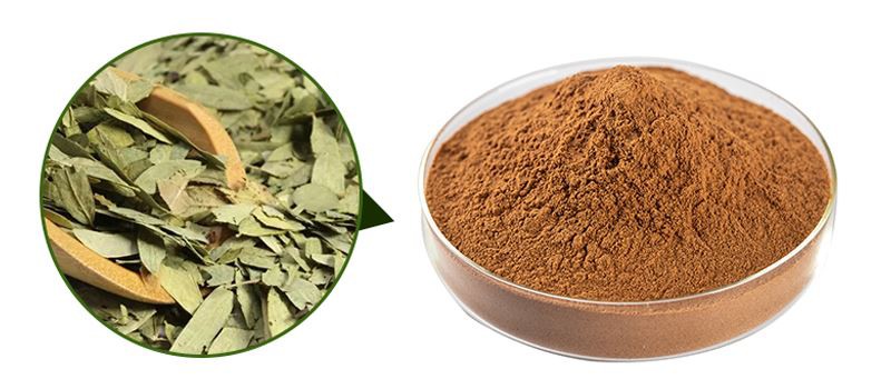 senna leaf extract powder1