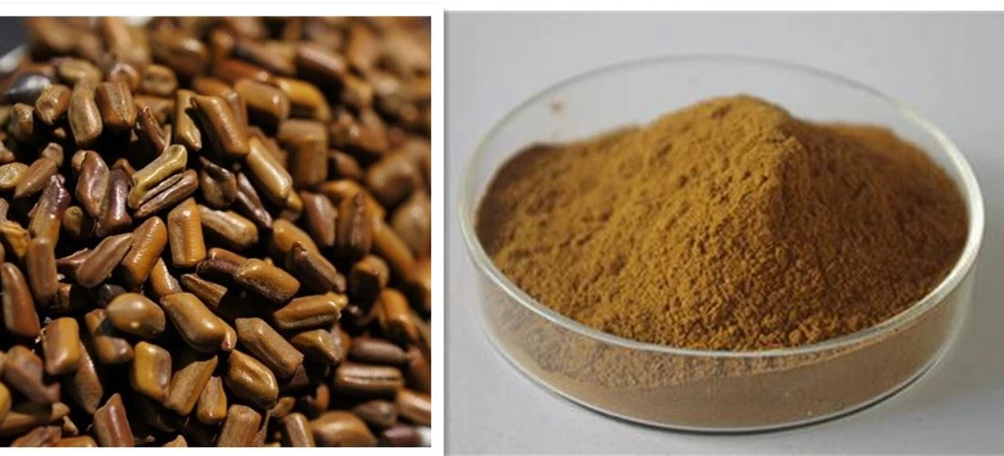 cassia seed powder