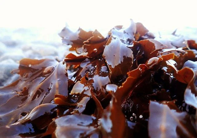 sodium alginate