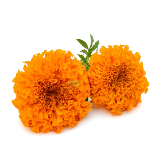 marigold extract4